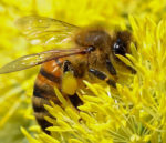 Bee on a yellow flower