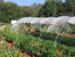 Hoop House 2