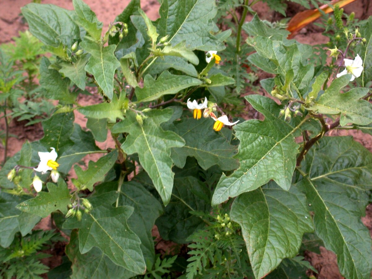 Horsenettle with flowers