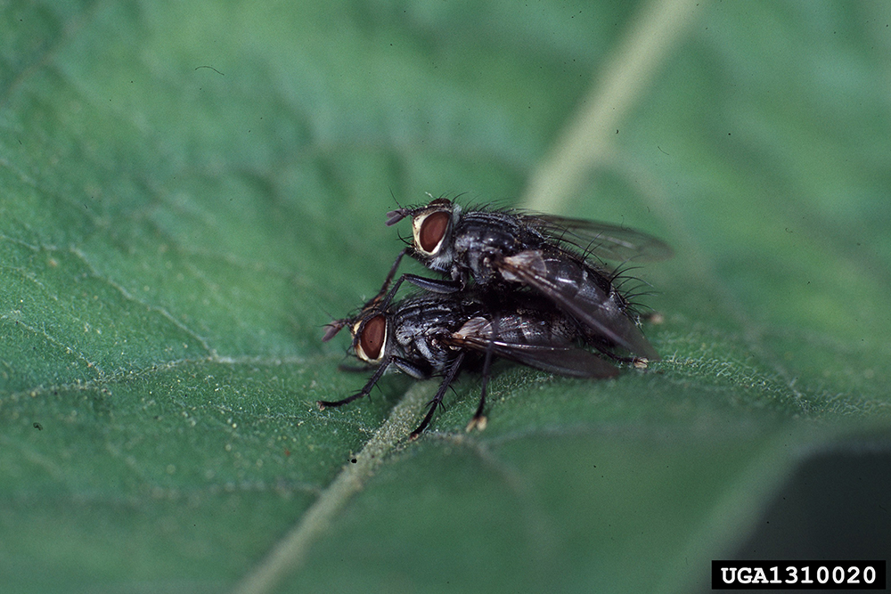 Two black house flies on a leaf.