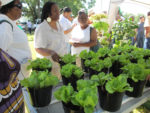 People standing at a table with potted leafy greens for sale