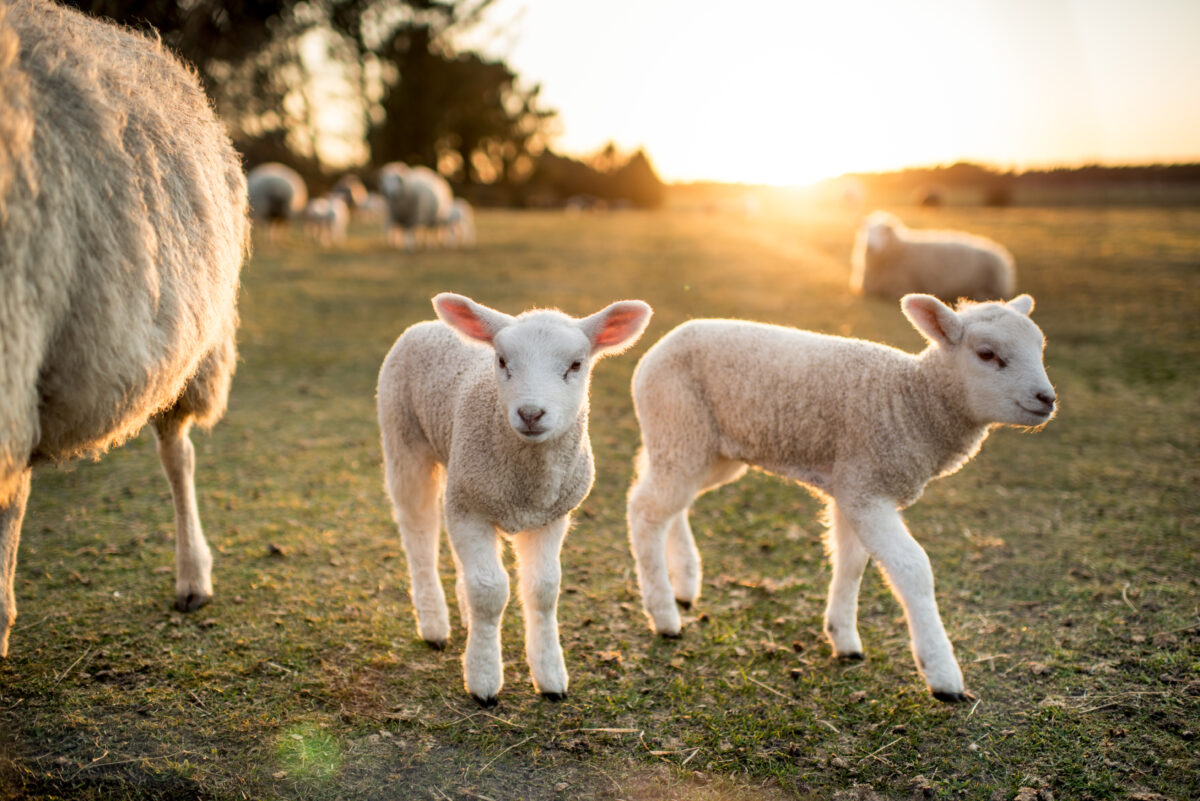 Two lambs in focus in a field with a setting sun in the background