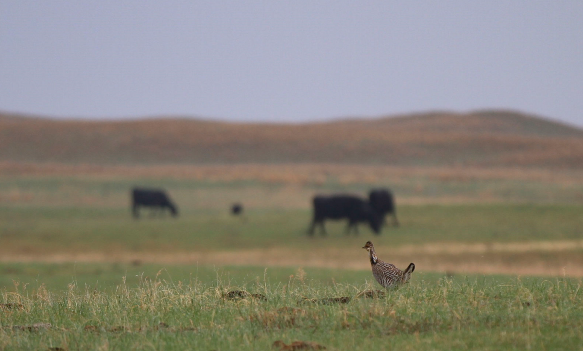 A small bird in a wide open field with larger cattle roaming in the blurred background