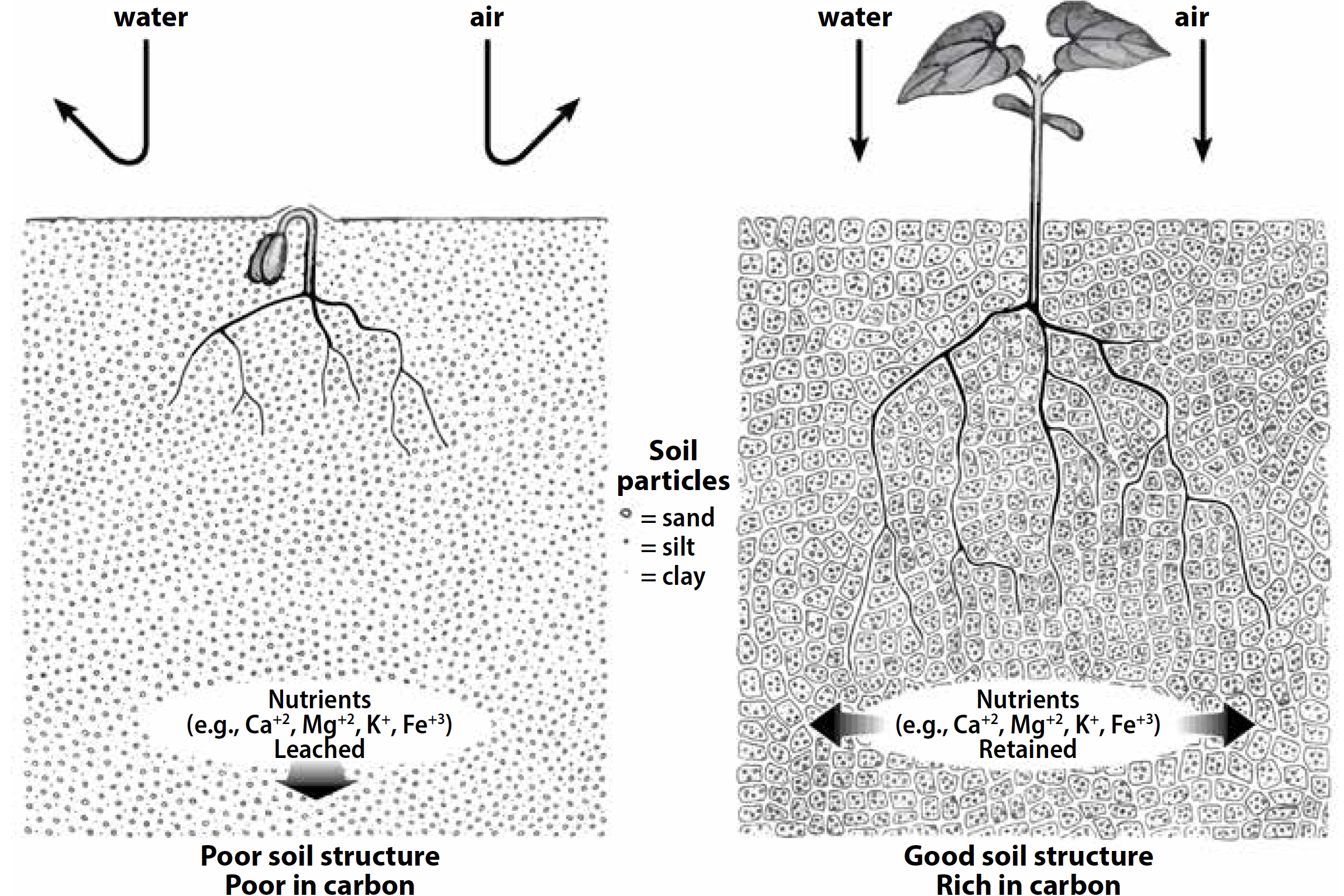 Comparison illustration of good soil structure with long root growth and poor soil structure with shallow roots and tight soil.
