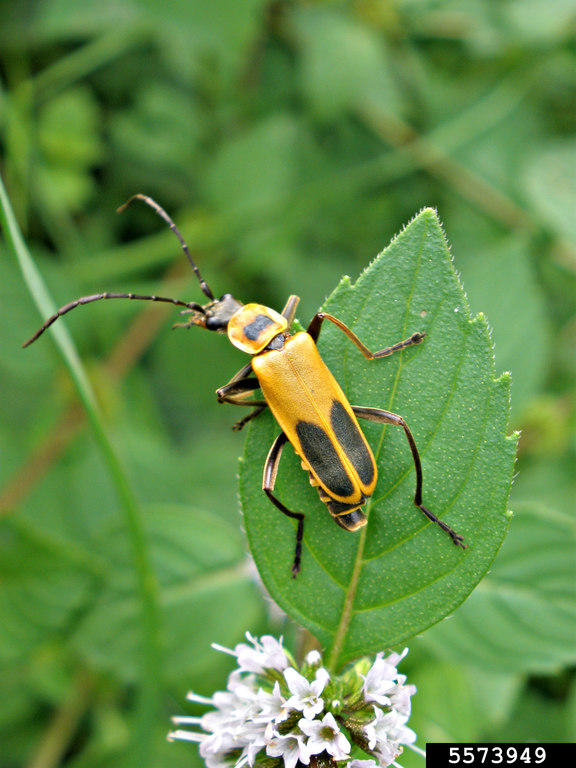 insect on a leaf insect on a leaf