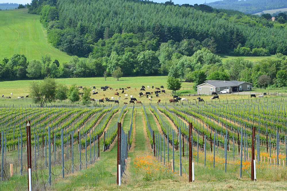 grapes and cattle in background