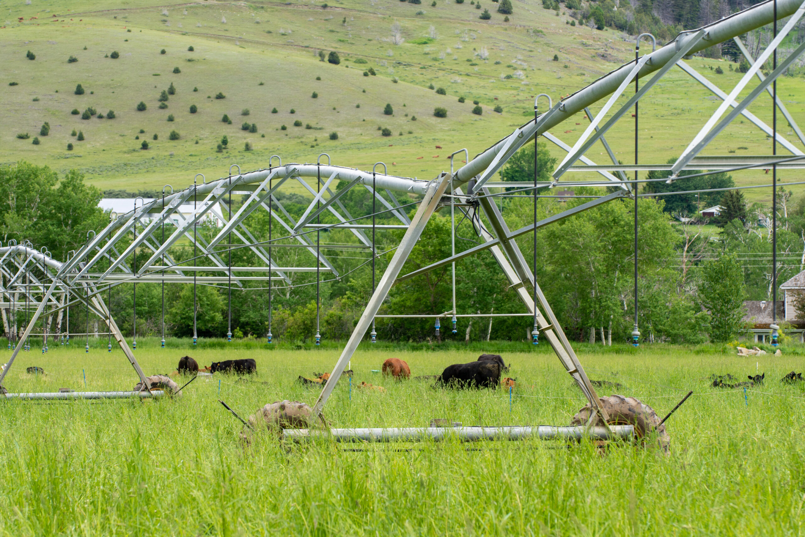 Cattle grazing under irrigation