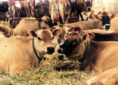 Jersey cows at Butterworks Farm in Westfield, Vt., lounge on a deep-bedded pack of straw, their cold- weather alternative to pasture during New England’s severe winters.