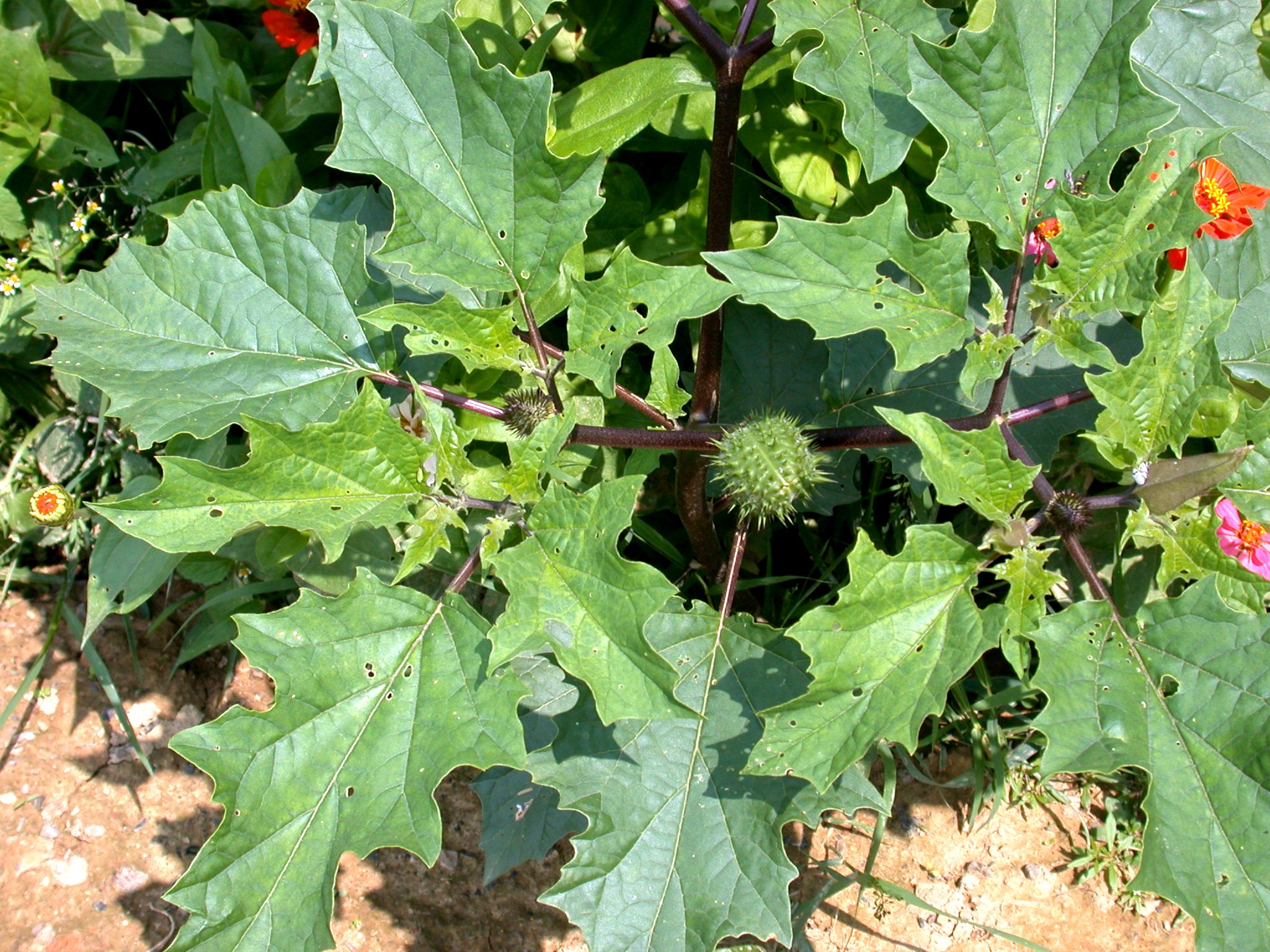 Jimsonweed SARE