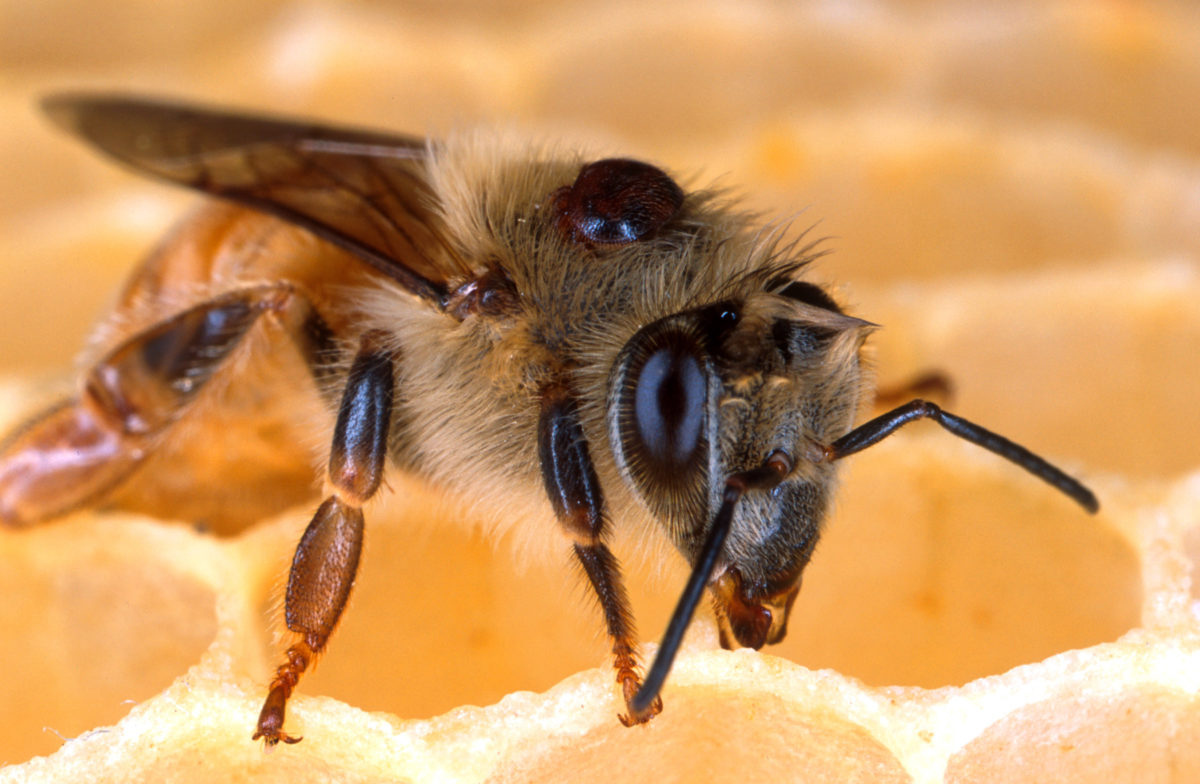 Honey bee with a Varroa mite on its back.