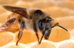 Honey bee with a Varroa mite on its back.