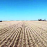 Tan rows of Kernza lined up against a clear blue sky