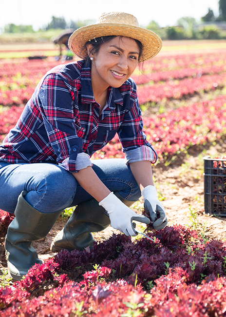 woman kneeling in lettuce field