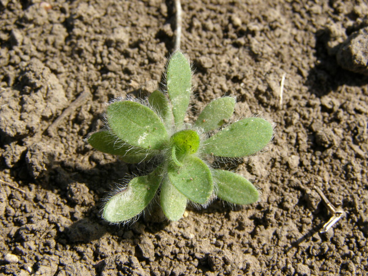 Kochia older seedling