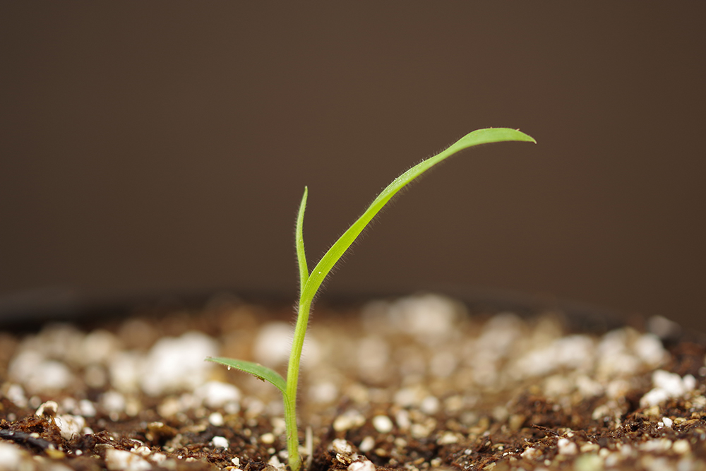 Large crabgrass seedling