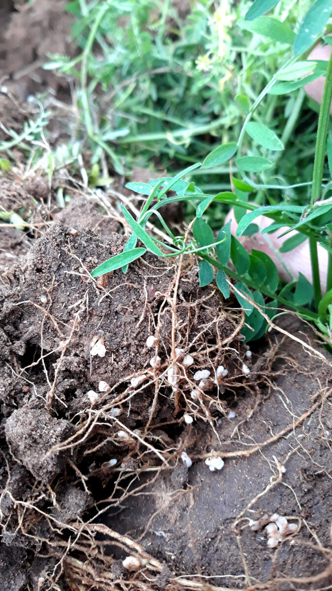 nodules on the roots of dug up vetch plants