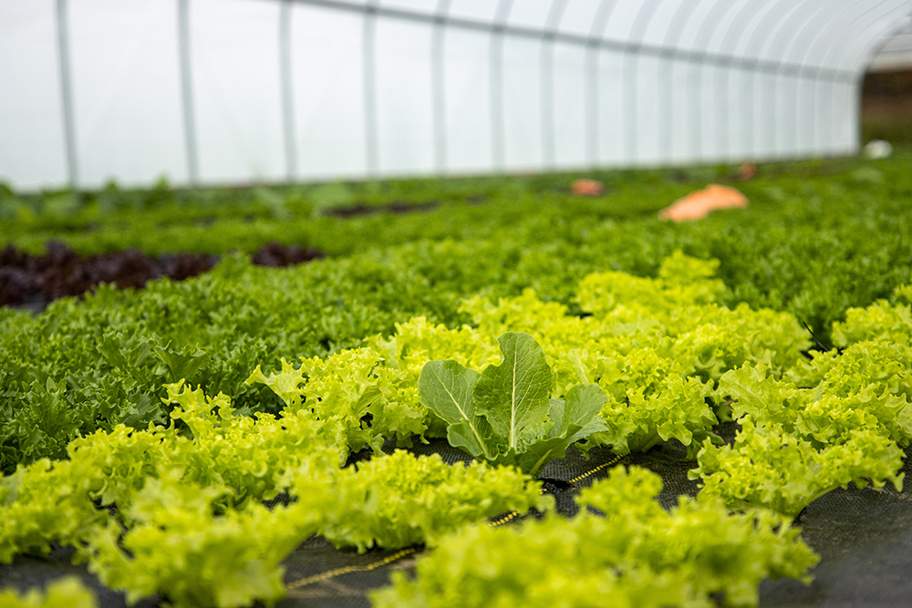 Close up of lettuce rows growing inside a high tunnel.