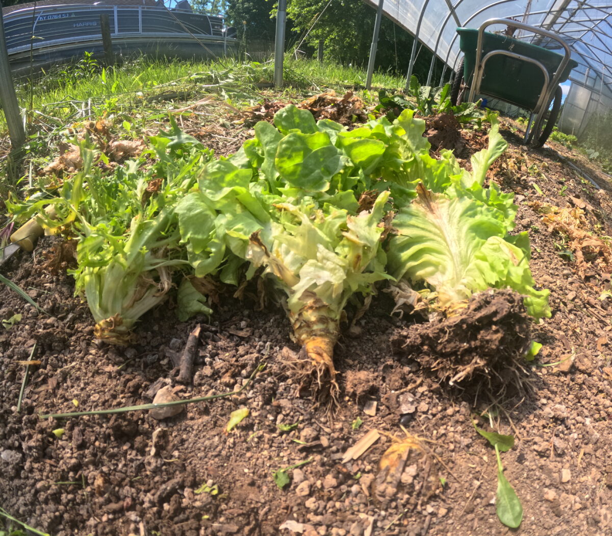 Three lettuce plants are on the ground to show different removal methods. On the left, the plant's stem was cut above the soil surface and has no roots attached. In the middle the plant was twisted out and has about an inch of bare roots attached to the stem. On the right the plant was pulled out, and a mass of roots and soil are attached to the stem.