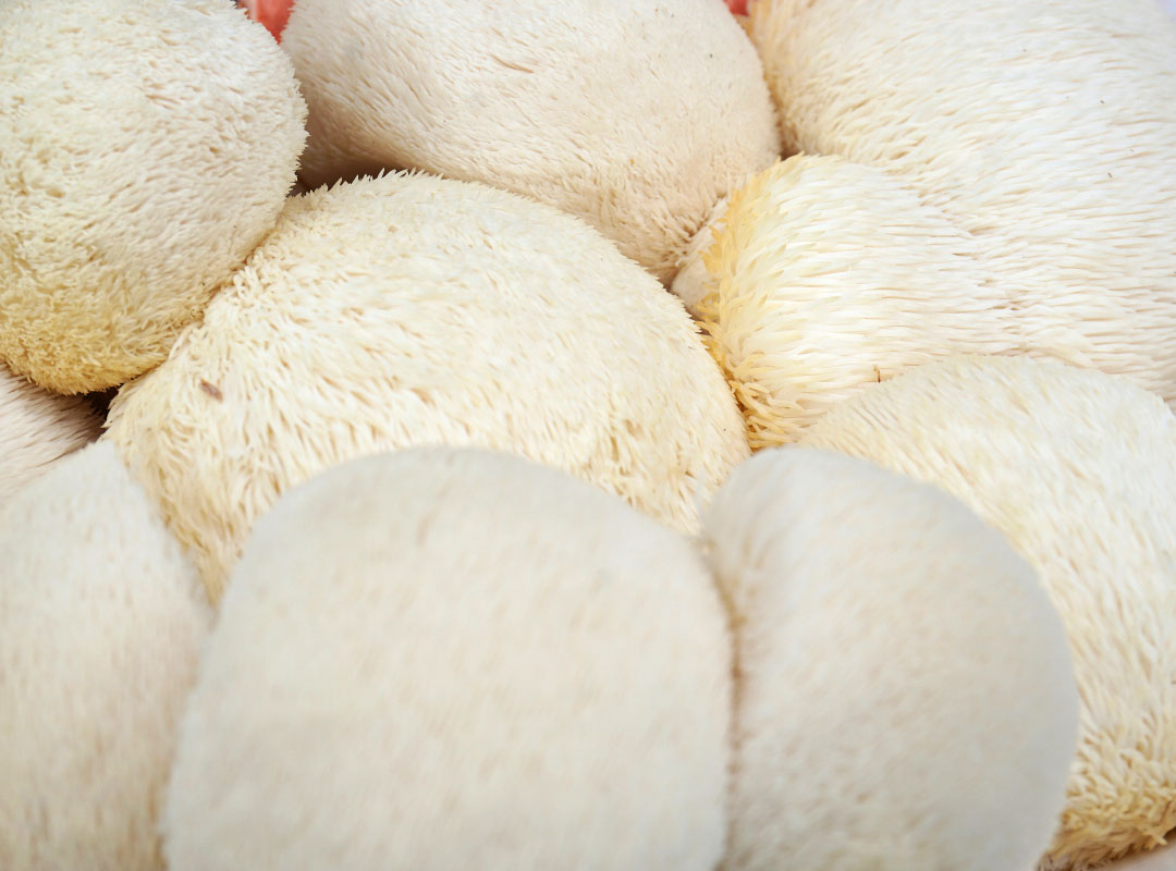 Close up of white lions mane mushroom fuzzy looking texture. 