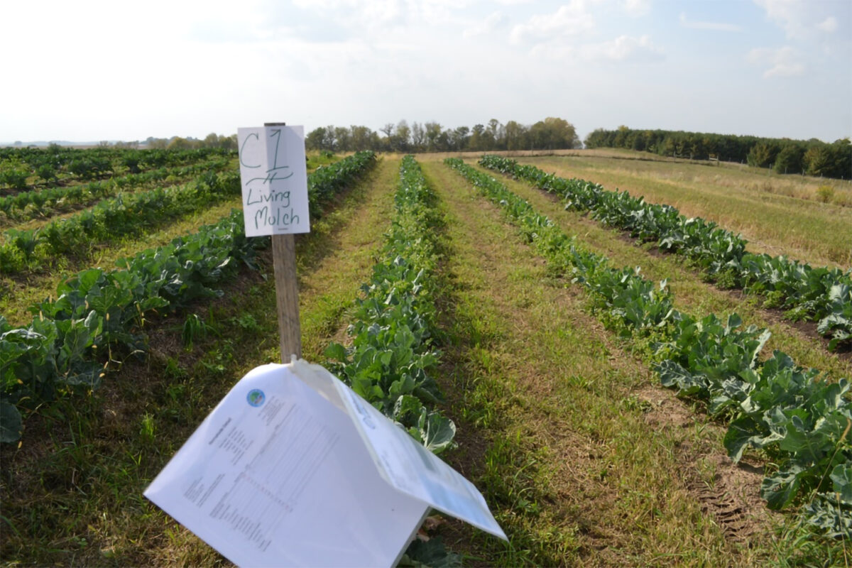 Field with crops planted in a line with a sign that says "C1 Living Mulch"
