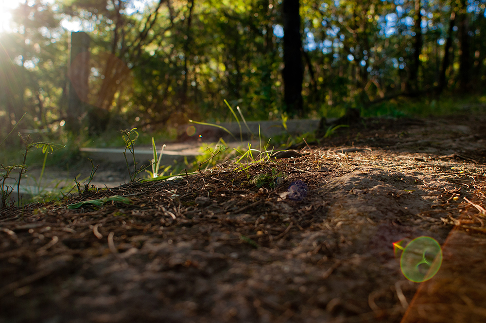 Grass and bare soil with warm sunlight shining down.