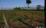 Screenshot of a video of rows of green and brown crops planted in beds.