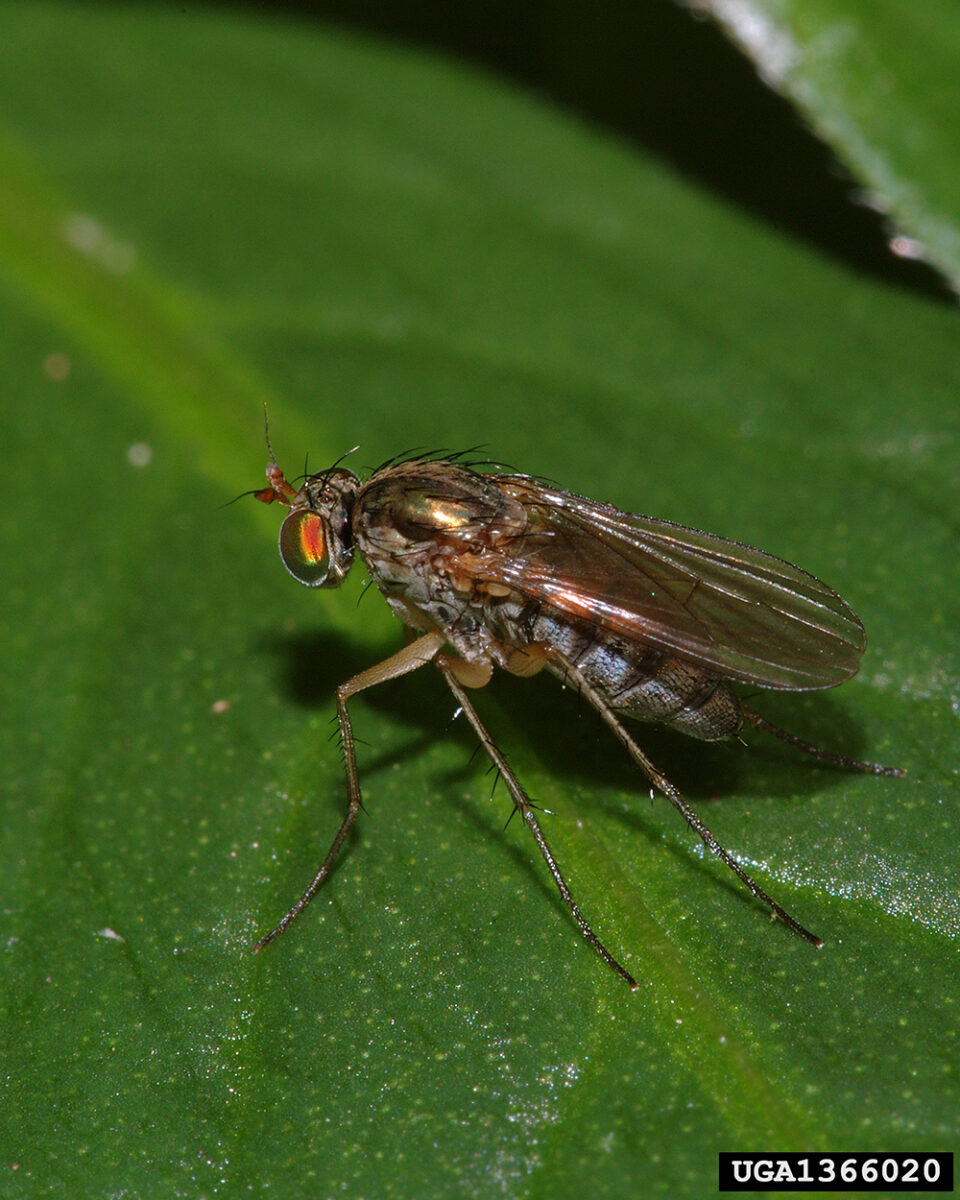 Fly with metallic green-blue-
copper bodies and long legs.