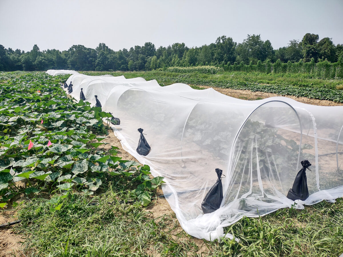 a row cover set up over a row crops in a field