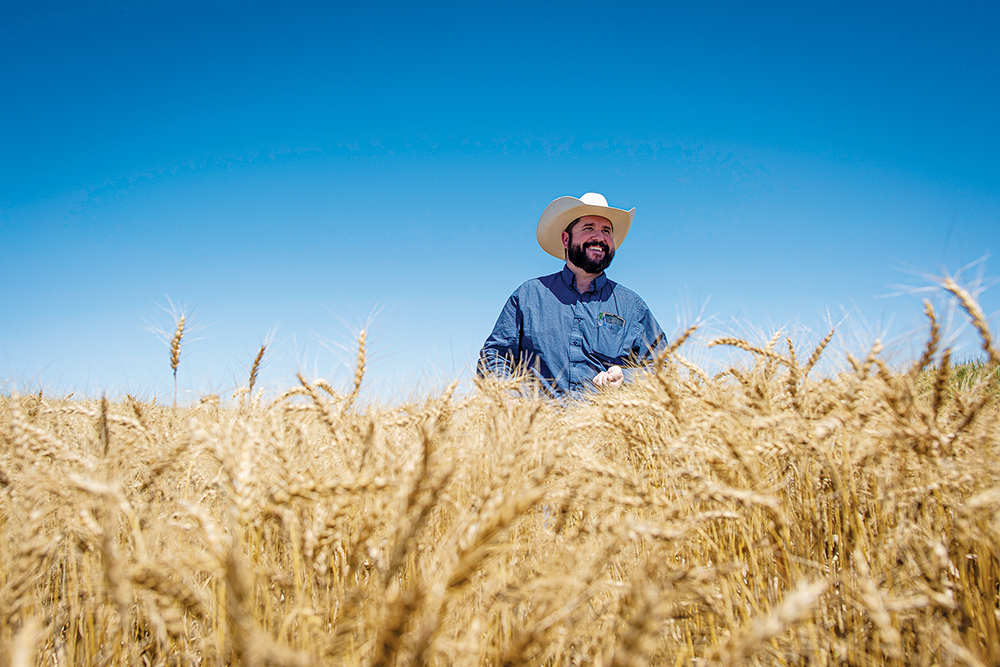 Man posing in a field of wheat on a clear blue day