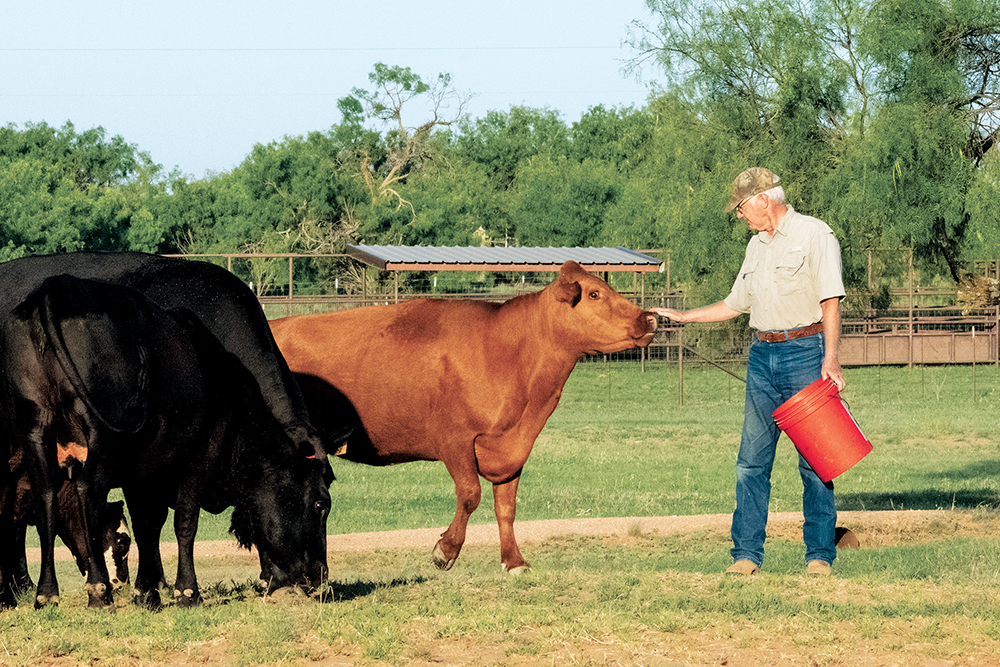 A man in his pasture touching his brown cow on the nose with other black cows behind, while holding a red pail in the other hand. 