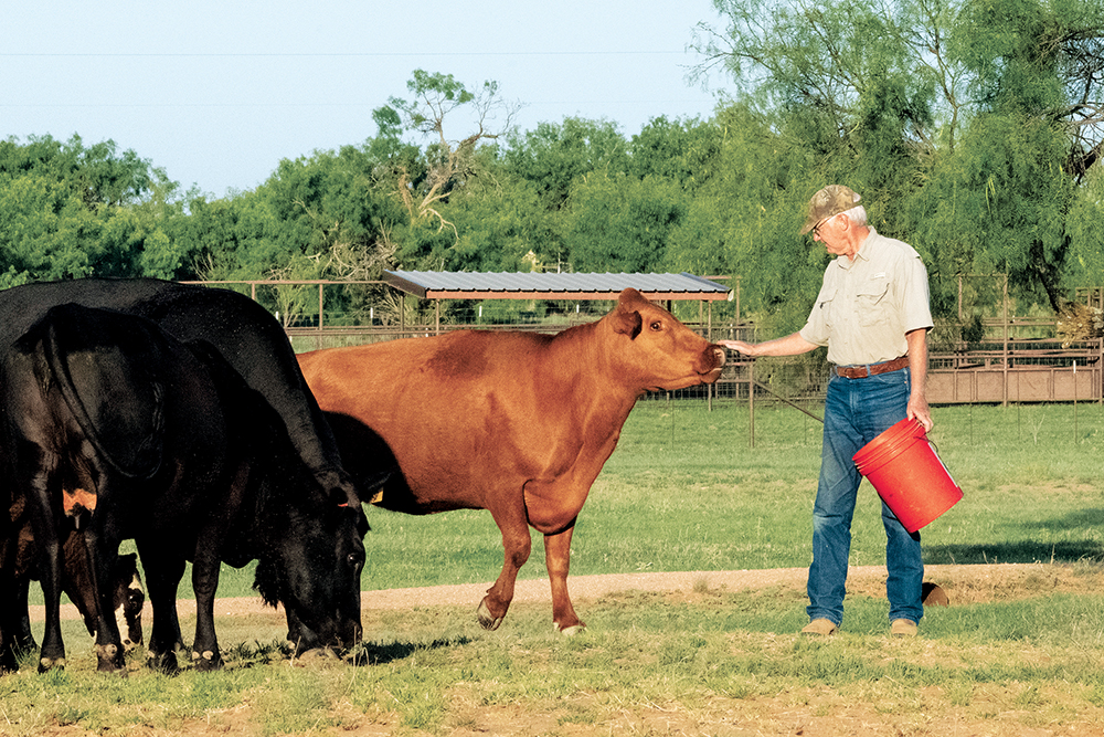 A man in his pasture touching his brown cow on the nose with other black cows behind, while holding a red pail in the other hand.