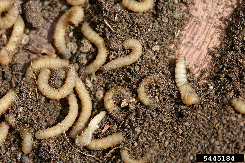 March fly larvae white grub like worms curling in soil.