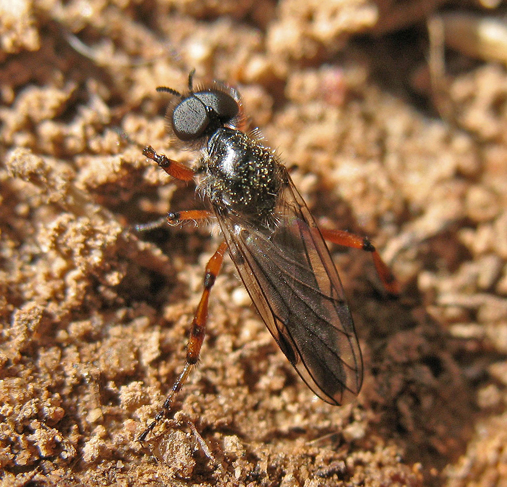 March fly with dark body, large eyes and red legs