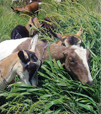 goats goats eating in a field