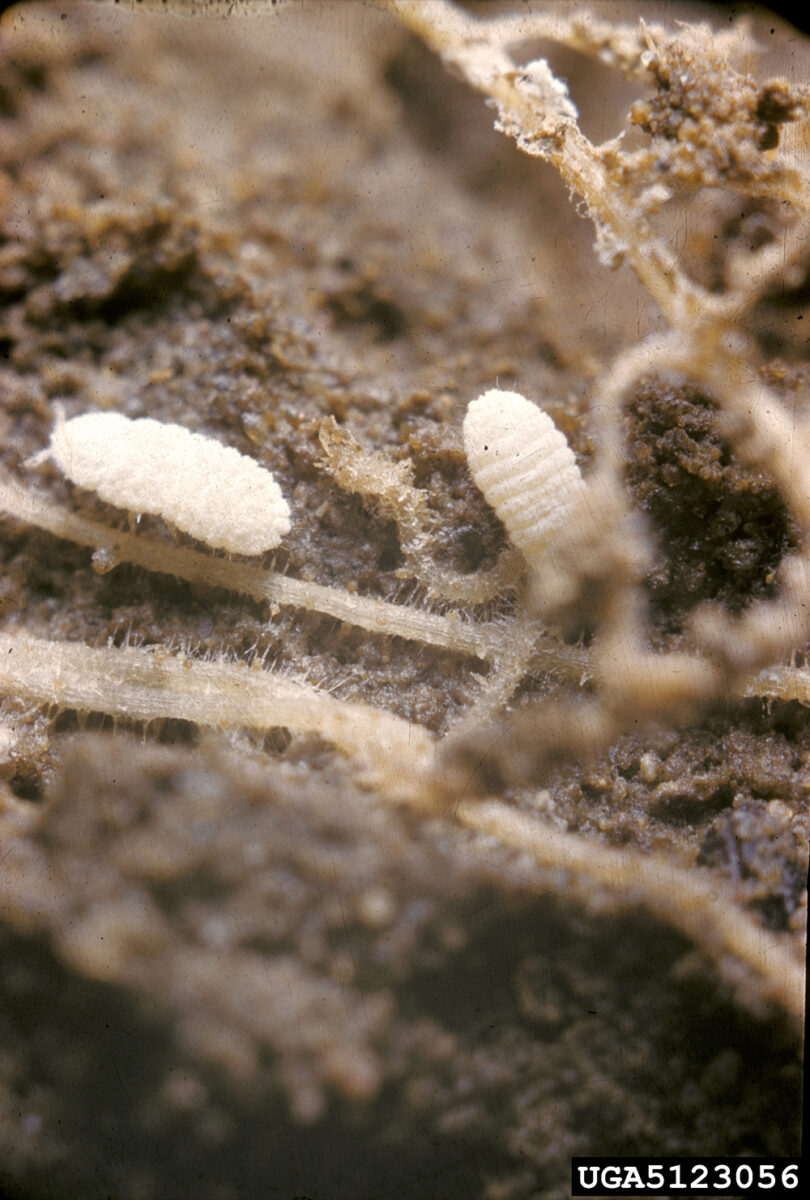 White mealybug nymph in brown dirt
