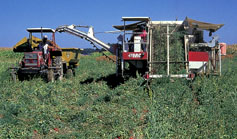 University of California researchers testing ways to grow profitable organic tomatoes recommend the use of cover crops, mechanical weed control and transplants instead of direct seeding.