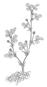 BLACK MEDIC (Medicago lupulina)