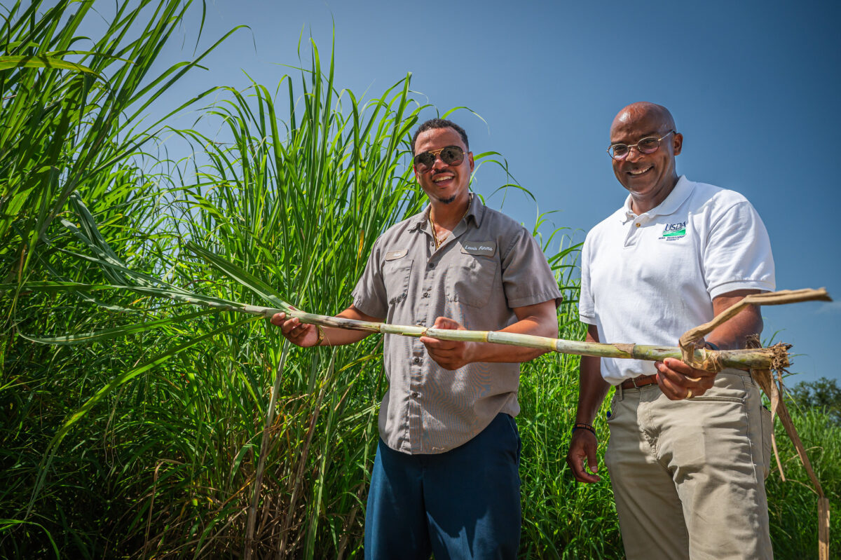 Two men holding a long branch of sugar cane standing in front of a field of them