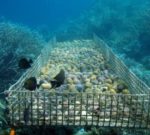 Underwater basket full of creatures and fish