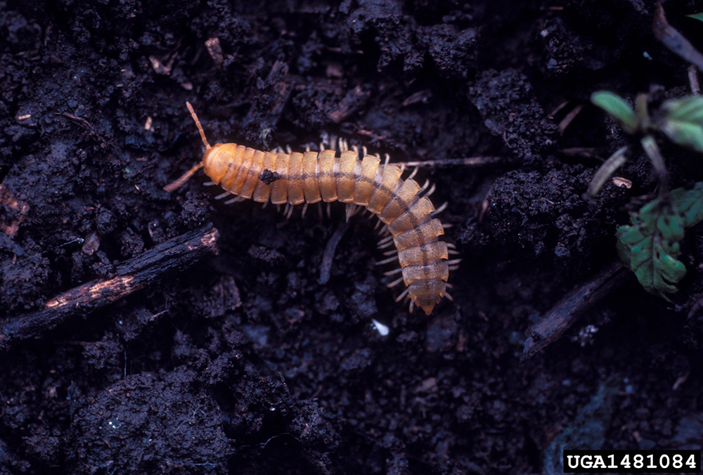 Millipede crawls along dark soil 
