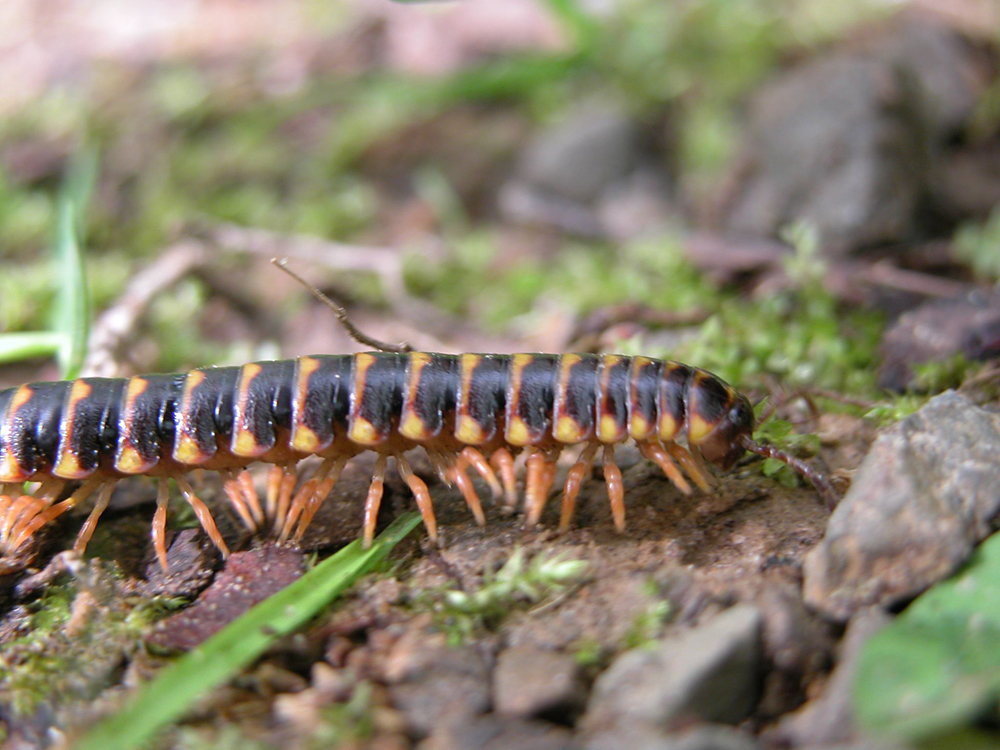 Cloe up of millipede legs and body segments