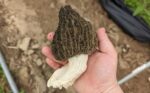 a hand holding a black morel mushroom