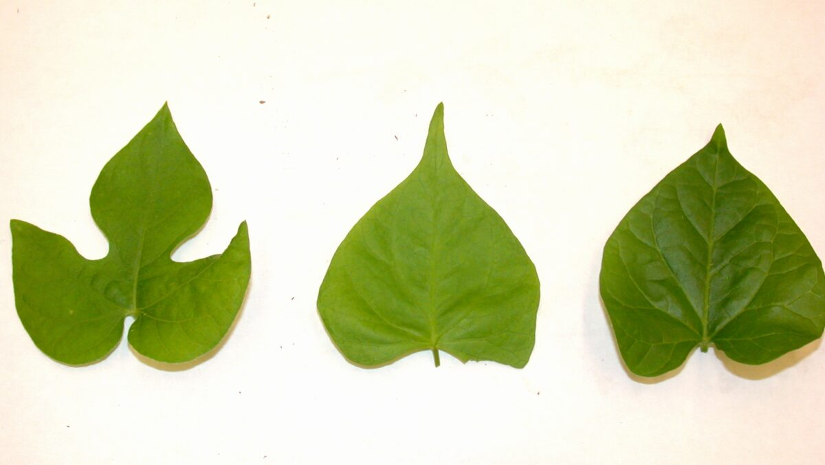 tall morningglory leaf shape