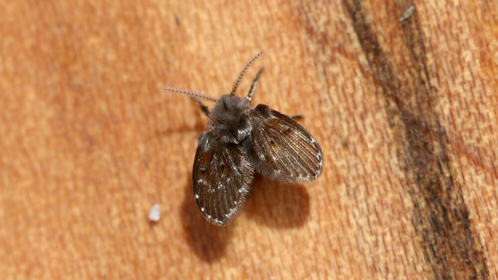 Brown winged moth fly. 
