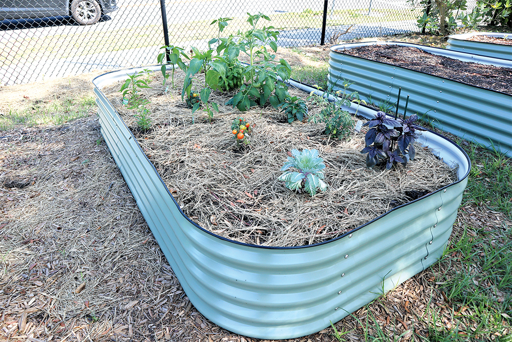 A raised bed made out of tin or aluminum next to a parking lot filled with mulch and growing plants