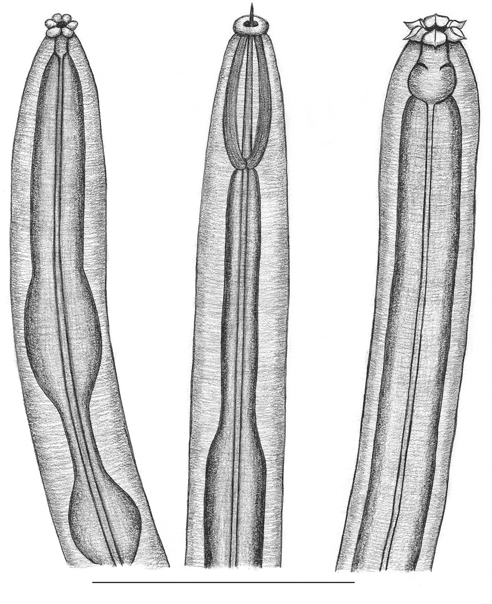 Nematode heads diagram in black and white - featuring long tubes with structures of veins inside