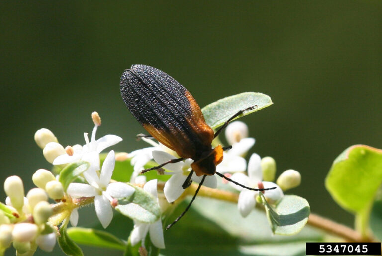 Macrofauna » Insects » Beetles - SARE