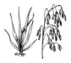 OATS (Avena sativa)