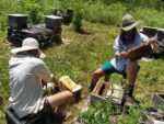 Two beekeepers in a field, extracting a queen bee from a hive box