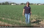 Walking in onion field